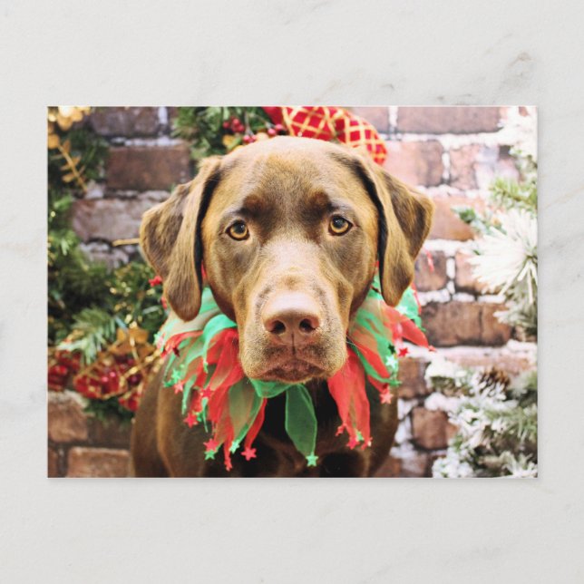Cartes Pour Fêtes Annuelles Noël - Labrador au chocolat - Hershey (Devant)