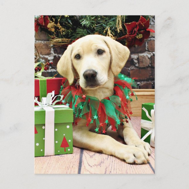 Cartes Pour Fêtes Annuelles Noël - Labrador - Buck (Devant)