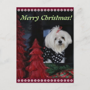 Cartes Pour Fêtes Annuelles Noël maltais