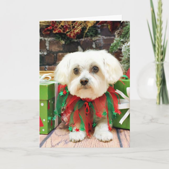 Cartes Pour Fêtes Annuelles Noël - maltais - Annie (Devant)