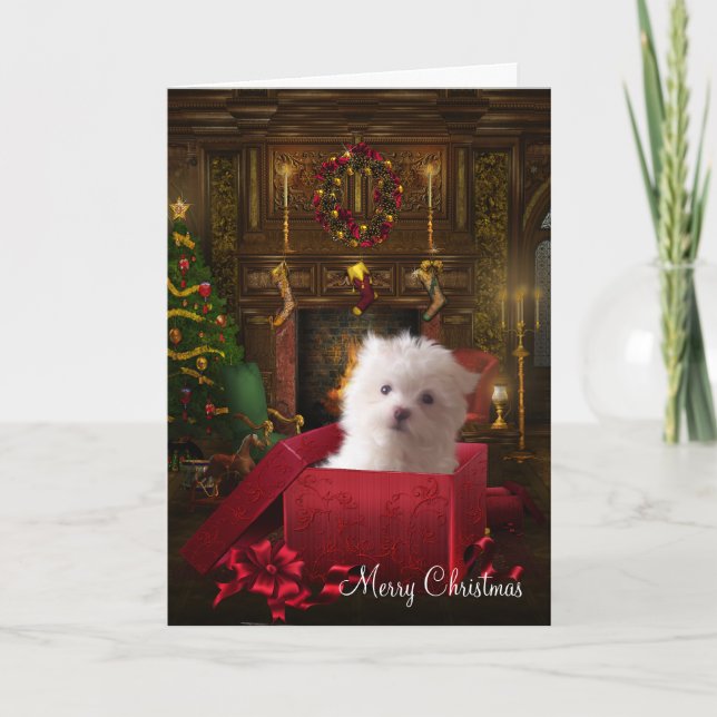 Cartes Pour Fêtes Annuelles Noël maltais de chiot (Devant)