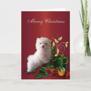 Cartes Pour Fêtes Annuelles Noël maltais de chiot