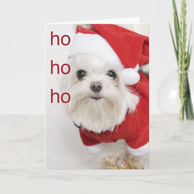 Cartes Pour Fêtes Annuelles Noël maltais de chiot de Père Noël (Devant)