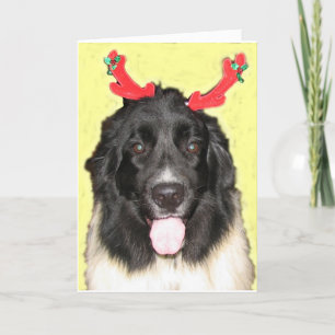 Cartes Pour Fêtes Annuelles Noël Newfie de FPG