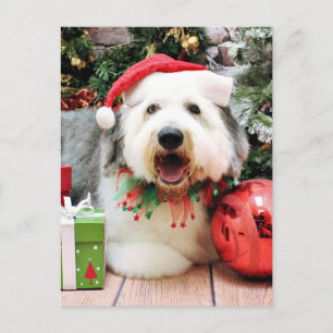 Cartes Pour Fêtes Annuelles Noël - Old English Sheepdog - Alphy