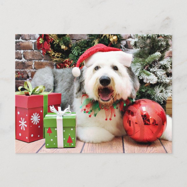 Cartes Pour Fêtes Annuelles Noël - Old English Sheepdog - Alphy (Devant)