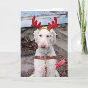 Cartes Pour Fêtes Annuelles Noël Ollie