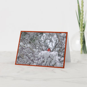 Cartes Pour Fêtes Annuelles Noël photo cardinal Redbird
