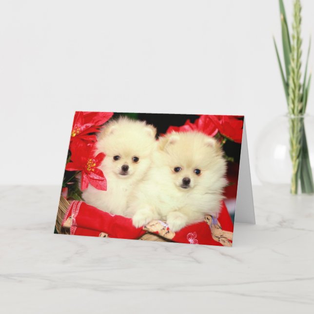 Cartes Pour Fêtes Annuelles Noël Pomeranians (Devant)