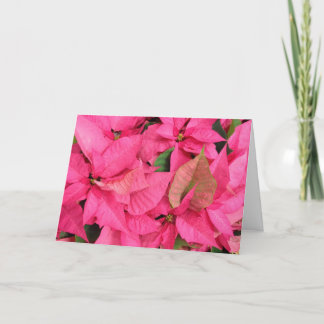 Cartes Pour Fêtes Annuelles Noël rose de fleur de poinsettia