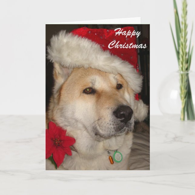 Cartes Pour Fêtes Annuelles Noël rouge de pointsettia de casquette de père (Devant)