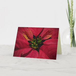 Cartes Pour Fêtes Annuelles Noël rouge Poinsetti