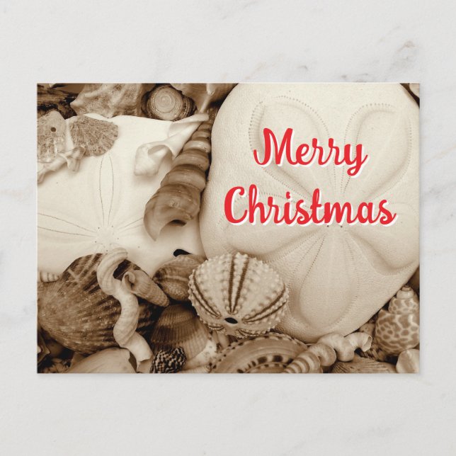 Cartes Pour Fêtes Annuelles Noël Sepia Sand Dollar (Devant)