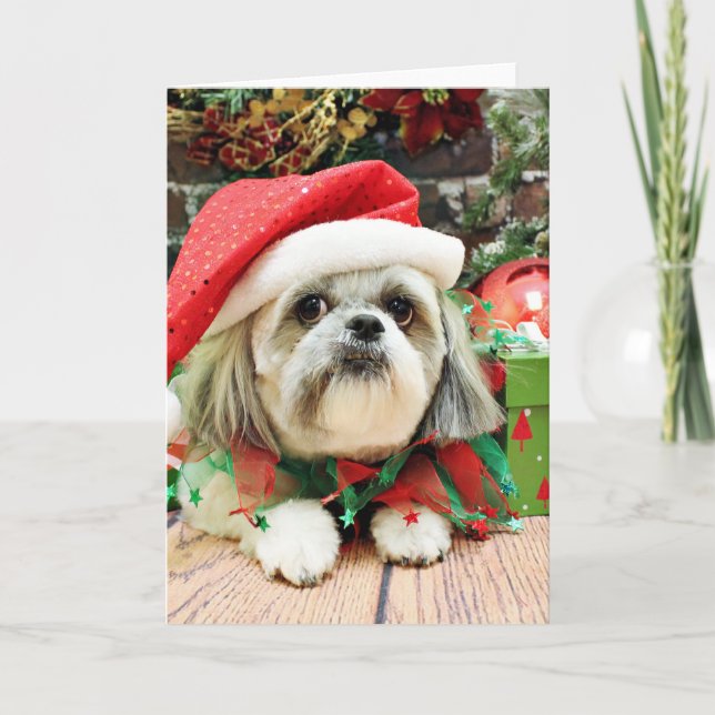 Cartes Pour Fêtes Annuelles Noël - Shih Tzu - truc (Devant)