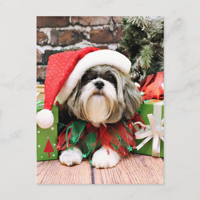Cartes Pour Fêtes Annuelles Noël - Shih Tzu - Vince (Devant)