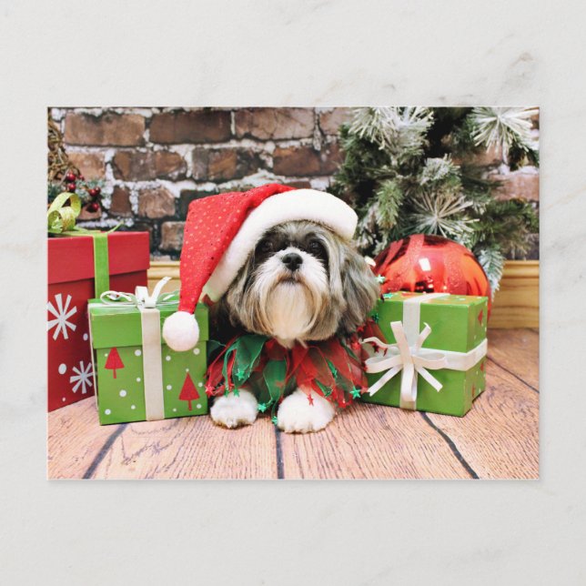 Cartes Pour Fêtes Annuelles Noël - Shih Tzu - Vince (Devant)