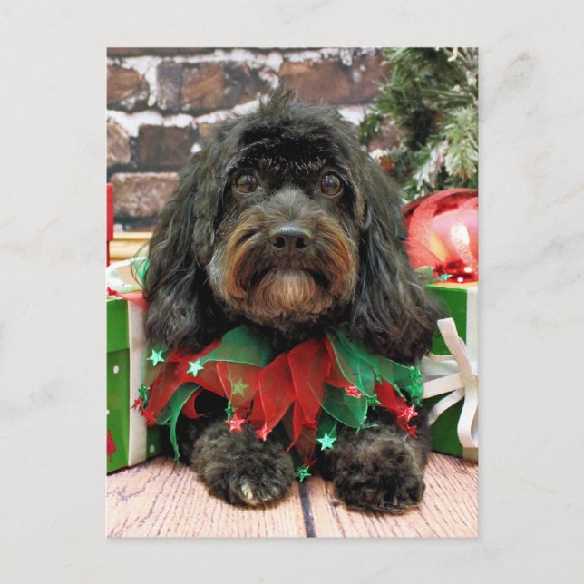 Cartes Pour Fêtes Annuelles Noël - Shih Tzu X - Bella (Devant)