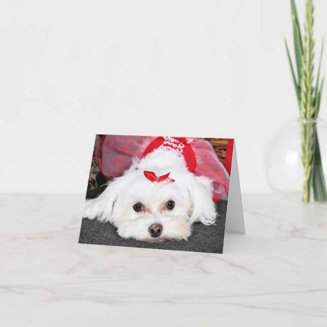 Cartes Pour Fêtes Annuelles Noël - Tinkerbell - maltais (Devant)