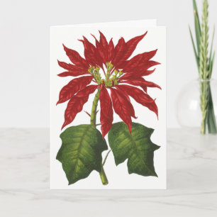 Cartes Pour Fêtes Annuelles Noël vintage, plante d'hiver poinsettia rouge