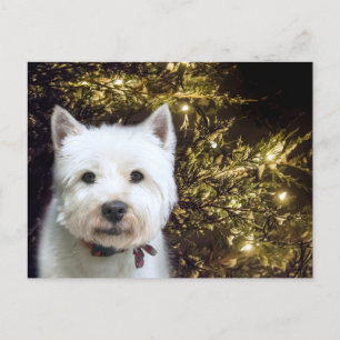 Cartes Pour Fêtes Annuelles Noël Westie