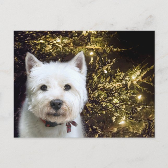 Cartes Pour Fêtes Annuelles Noël Westie (Devant)
