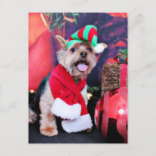 Cartes Pour Fêtes Annuelles Noël - Yorkie - Jake