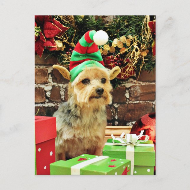 Cartes Pour Fêtes Annuelles Noël - Yorkshire Terrier - Vinnie (Devant)