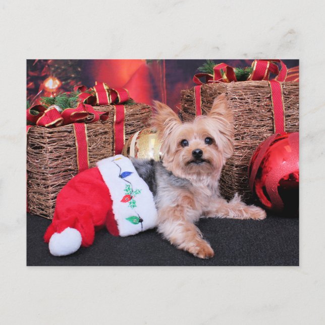 Cartes Pour Fêtes Annuelles Noël - Yorkshire Terrier - Vinnie (Devant)