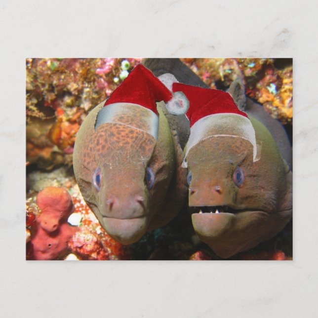 Cartes Pour Fêtes Annuelles N'oubliez pas les anguilles de Noël ! (Devant)