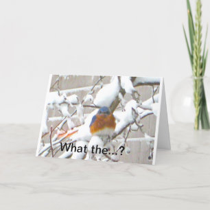 Cartes Pour Fêtes Annuelles Oiseau bleu dans la misère