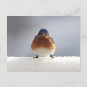 Cartes Pour Fêtes Annuelles Oiseau bleu gras