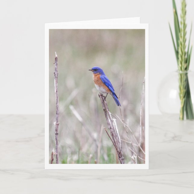 Cartes Pour Fêtes Annuelles Oiseau bleu oriental (Devant)