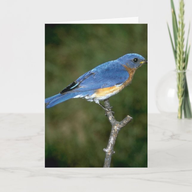 Cartes Pour Fêtes Annuelles Oiseau bleu oriental (Devant)