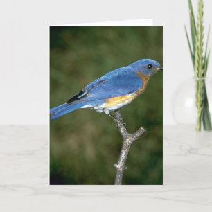 Cartes Pour Fêtes Annuelles Oiseau bleu oriental