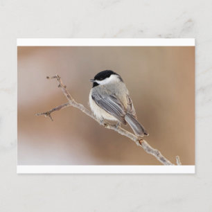 Cartes Pour Fêtes Annuelles Oiseau cardinal en hiver