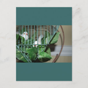 Cartes Pour Fêtes Annuelles Oiseaux de Noël