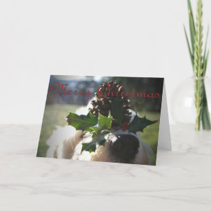 Cartes Pour Fêtes Annuelles Old English Sheepdog Christmas