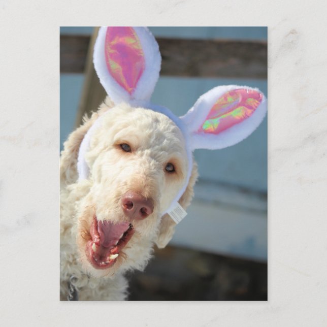 Cartes Pour Fêtes Annuelles Ollie de Pâques (Devant)