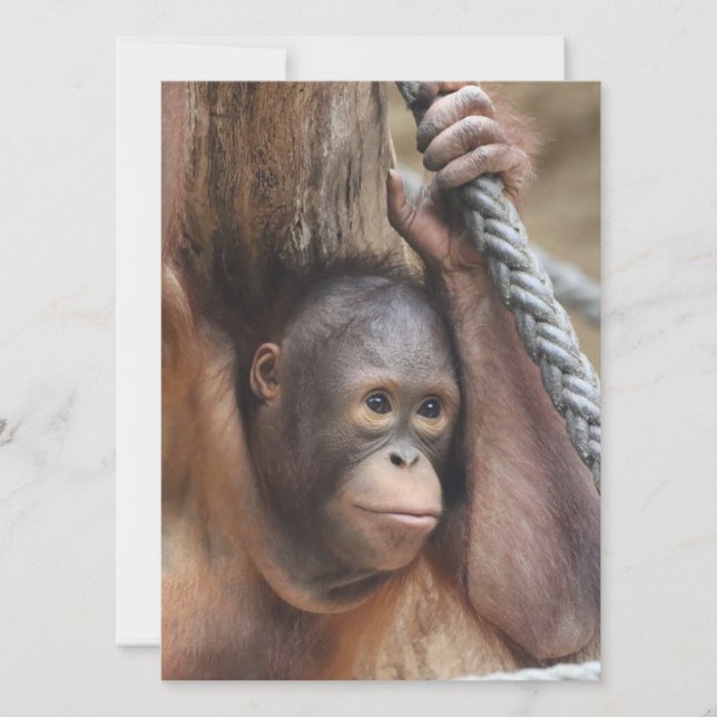 Cartes Pour Fêtes Annuelles OrangUtan 002 (Devant)