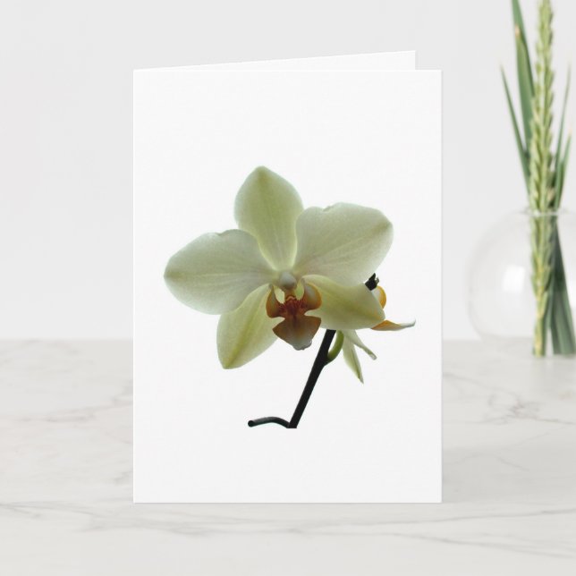 Cartes Pour Fêtes Annuelles Orchidée blanche (Devant)