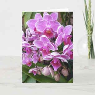 Cartes Pour Fêtes Annuelles Orchidées