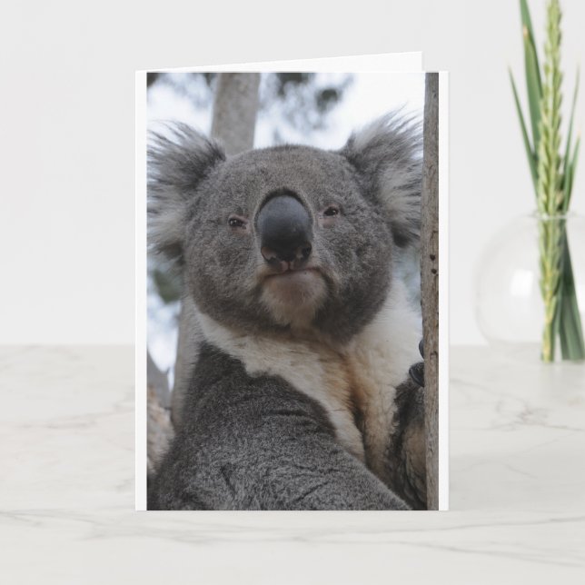 Cartes Pour Fêtes Annuelles Ours de koala (Devant)