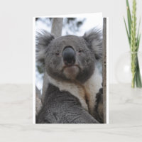 Ours de koala