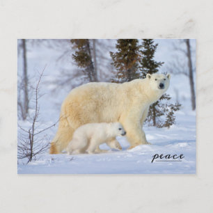 Cartes Pour Fêtes Annuelles Ours polaire Mère et Cub sur la toundra