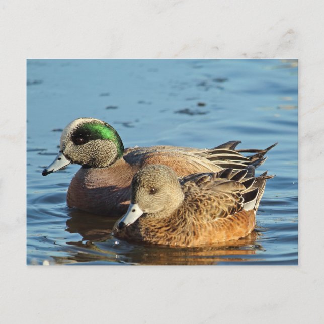 Cartes Pour Fêtes Annuelles Paire de Widgeon américain (Drake et Hen) (Devant)