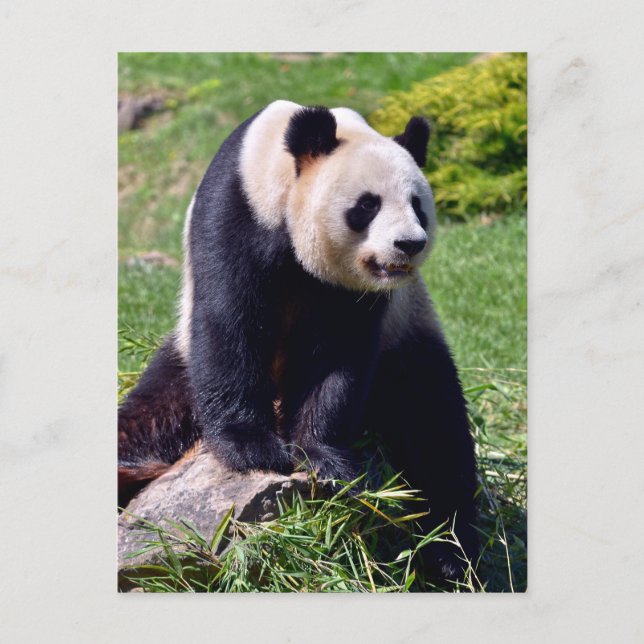 Cartes Pour Fêtes Annuelles Panda géant assis sur une pierre (Devant)