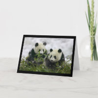 Pandas géants