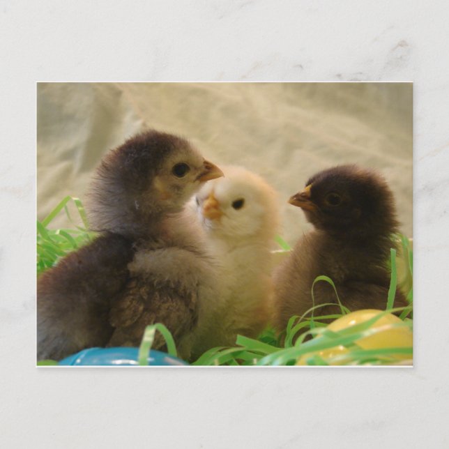 Cartes Pour Fêtes Annuelles Pâques (Devant)