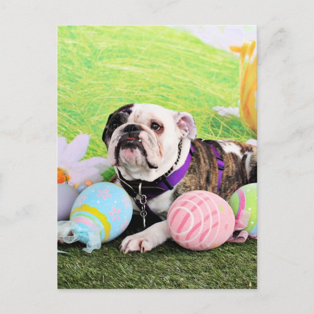 Cartes Pour Fêtes Annuelles Pâques - Bulldog - Delilah (Devant)