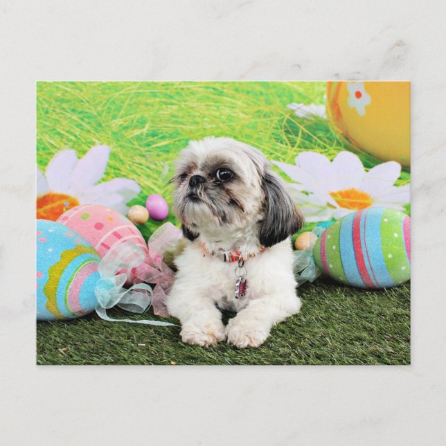 Cartes Pour Fêtes Annuelles Pâques - Chih Tzu - Sophie (Devant)